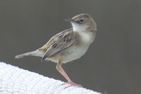 Cisticola juncidis